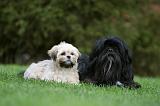 LHASSA APSO 166